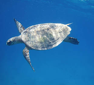 Schildi Hausriff Hotel Grand Makadi Juni 16