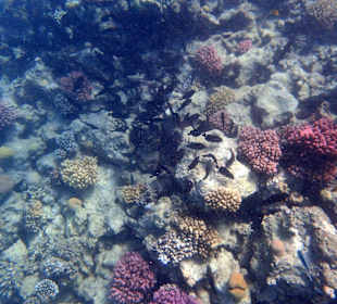 Das intakte Hausriff