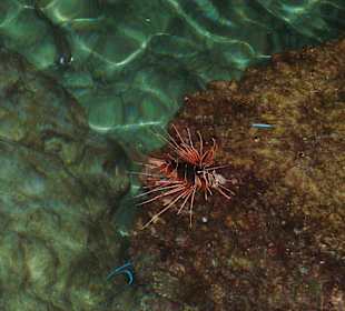 Feuerfisch an der Marina