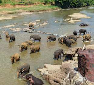 Großes Elefantenbad