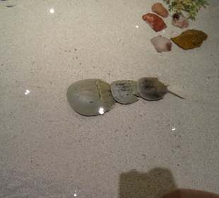 Streichelbecken für die Kinder