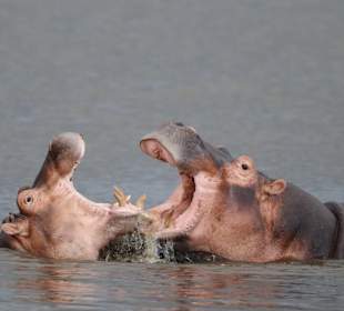 Hippos