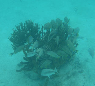 Fische in der Bucht von Akumal
