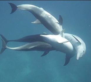 Dolphin House