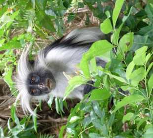 Ausflug in den Jozani National Park