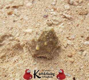 Karibikfeelingtour vom 18. November 2017