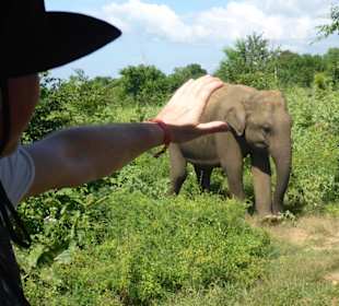 Elefant zum Anfassen