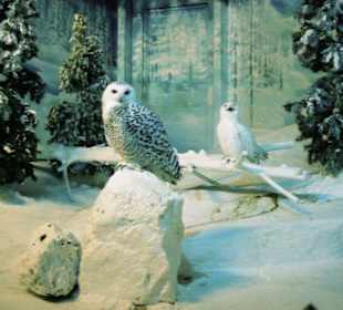 Eulen im Nachtvogelhaus