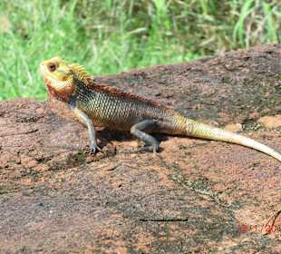 Er genießt die Sonne
