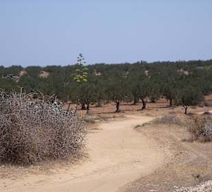 Wüstenlandschaft