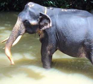 Millennium Elephant Foundation