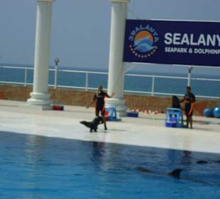 Ausflug Sealanya Delfinshow
