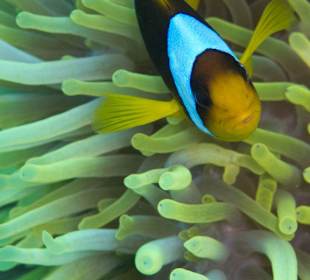 Anemonenfisch am Hausriff