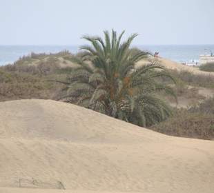 Dünen von Maspalomas