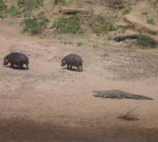 Gefährliche Begegnung