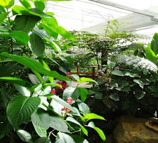 Rundgang durch den Jardin des Papillons