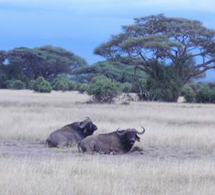 Das "Begrüssungskommittee"