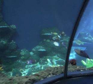  Lego X-Treme - Legoland Atlantis by SEA LIFE