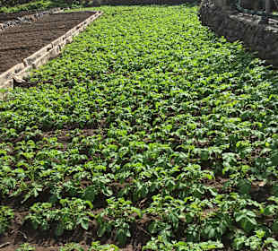 Wandern Valle Gran Rey