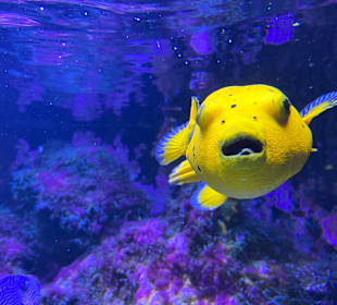 Aquazoo Löbbecke Museum Düsseldorf