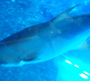 Dubai Aquarium