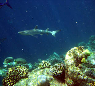 Faszinierende Unterwasserwelt