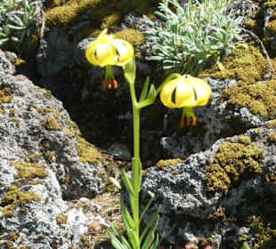 Eindrücke aus dem Rennsteiggarten