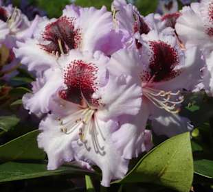 Hauptblüte im Rhododendronpark Bremen