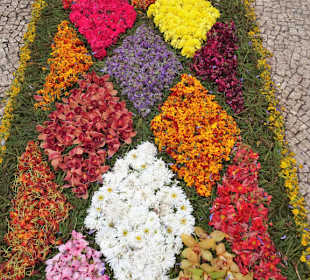 Blütentapeten auf den Straßen