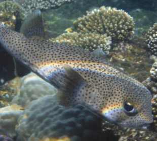 Schnorcheln Hausriff Tulip Resort Marsa Alam 