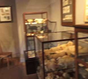 SchweineMuseum