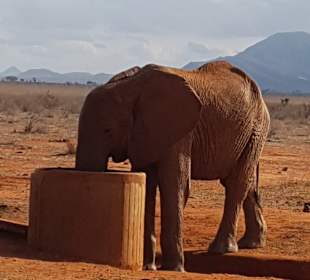 Tsavo Ost und West Safari