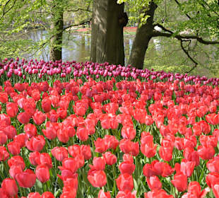 Парк Кекенхоф в Голандии