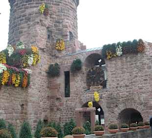 Chrysanthema