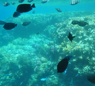 Submarine Sharm