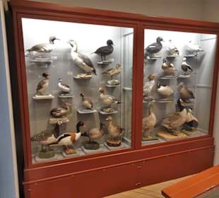 Naturwissenschaftliches Museum