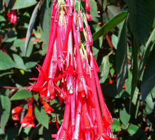 Monte Giardino tropicale