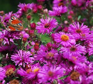 Herbstblumen und Besucher!
