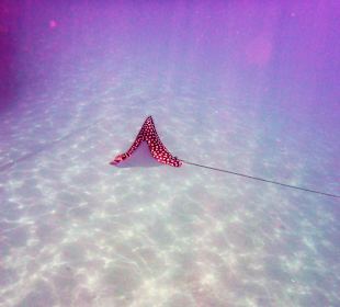 Schnorcheln El Quseir