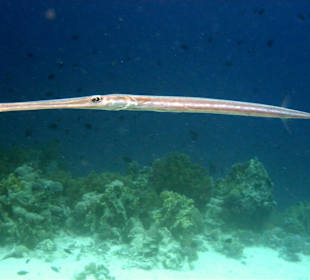 Flötenfisch