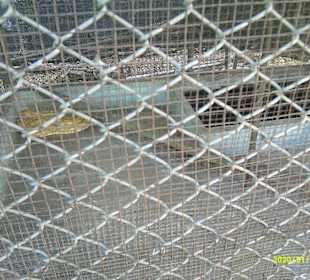 Snake Show Central Pattaya Thailand, Banglamung