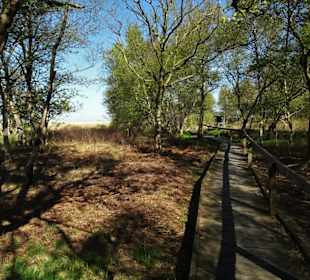 Eindrücke vom Schwimmenden Moor
