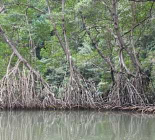 Naturpark Los Haitises - Mangroven