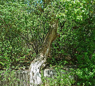 Christoffelpark: "The Sitting Tree"