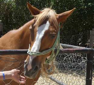 Streichelzoo in Park