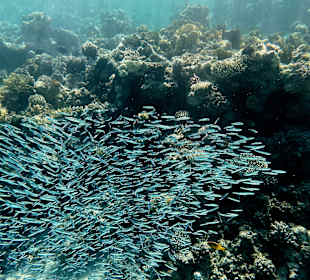 Schnorcheln Marsa Alam