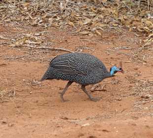 Ein farbenfrohes Helmperlhuhn