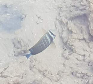 Fische die man nur von den Zoos oder TV kennt