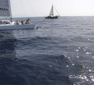 Ausflug mit dem Piratenschiff - Delphine