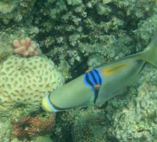 Unterwasseraufnahme bei der Delfinsafari